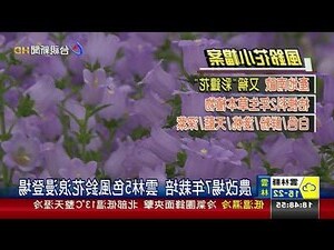 風鈴花 花語